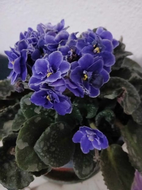  - 0 Violete de parma