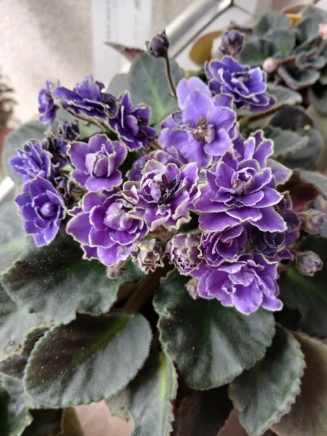  - 0 Violete de parma