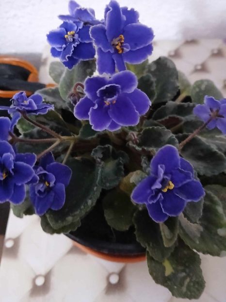  - 0 Violete de parma