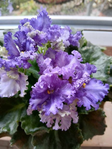  - 0 Violete de parma