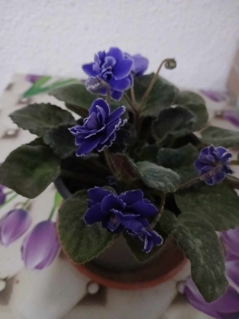  - 0 Violete de parma