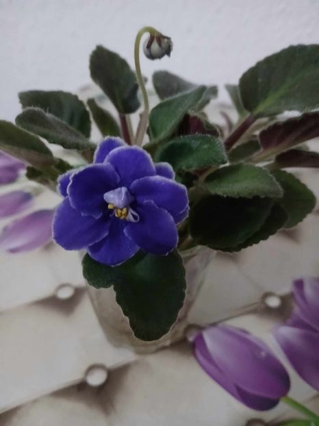  - 0 Violete de parma