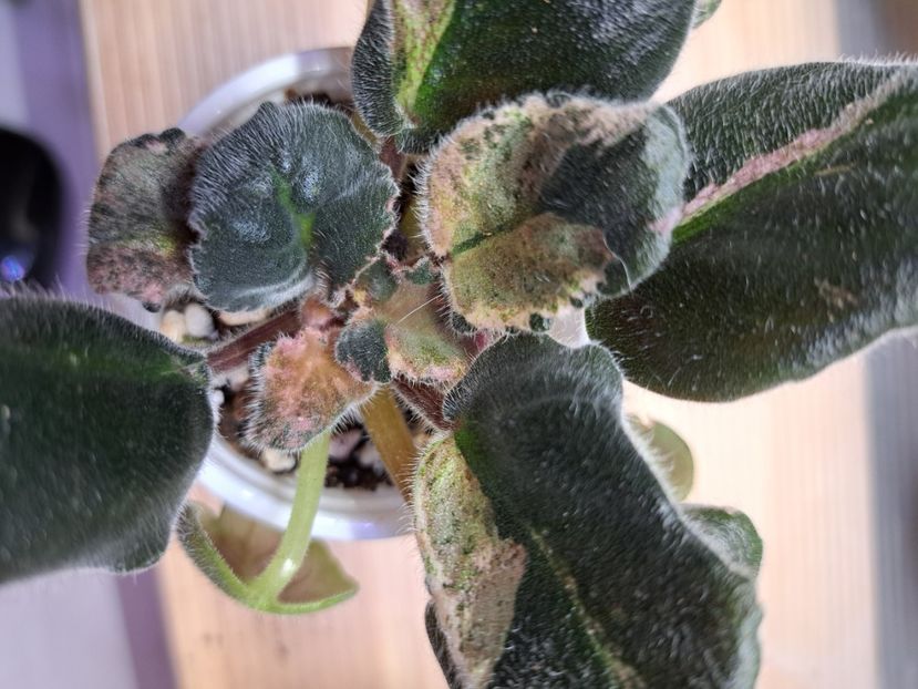  - Violeta Zenovia chimera spontana frunze