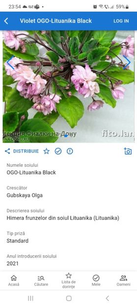  - Violeta Ogo-Lituanika black chimera frunze
