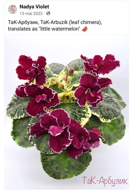 Foto net - Violeta TaK-Arbuzyk chimera frunze