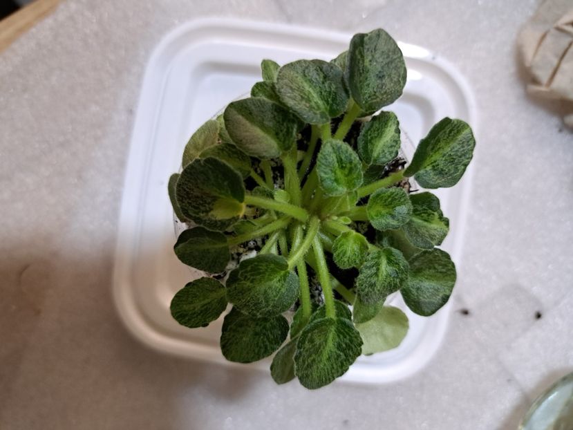  - Violeta Shaleniy Bemby chimera frunze