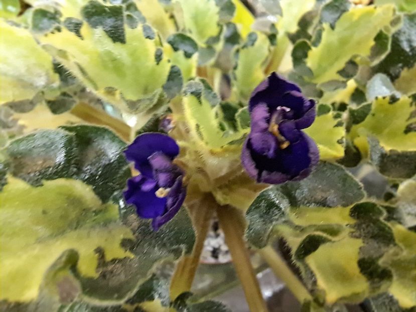  - Violeta Anna s Harmony chimera frunze