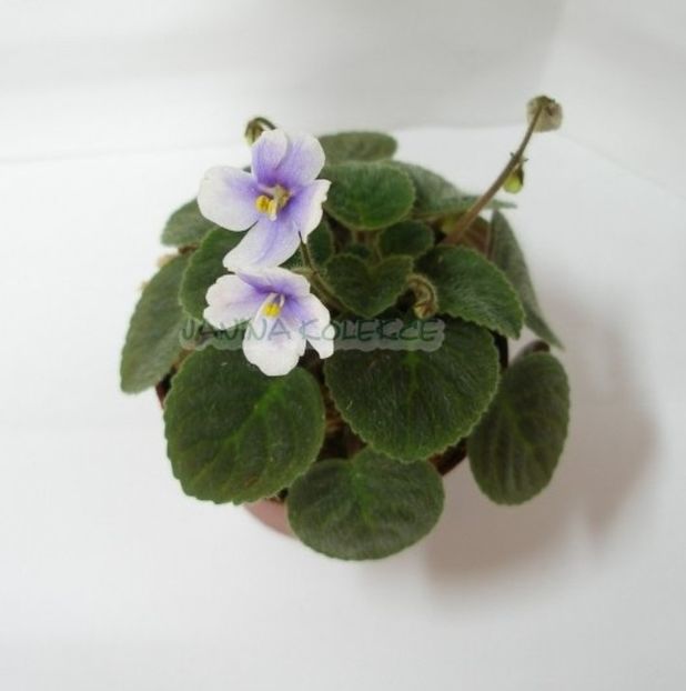Foto net - Violeta Saintpaulia Velutina Lite