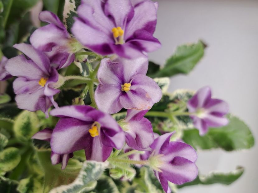  - Violeta Senk Snowy Egret