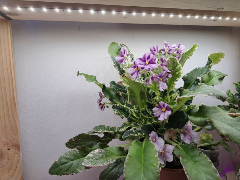  - Violeta Senk Snowy Egret