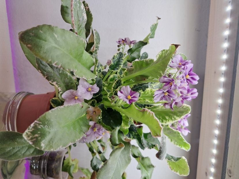  - Violeta Senk Snowy Egret