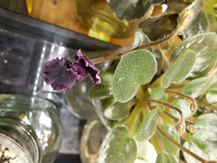  - Violeta Hunter s black talon