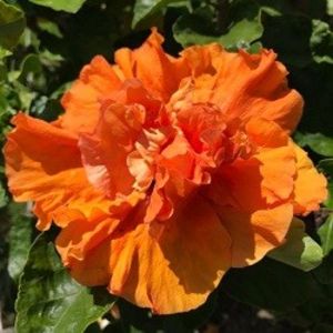 Irene Collins, polen, poza preluata - Brandon Stratton