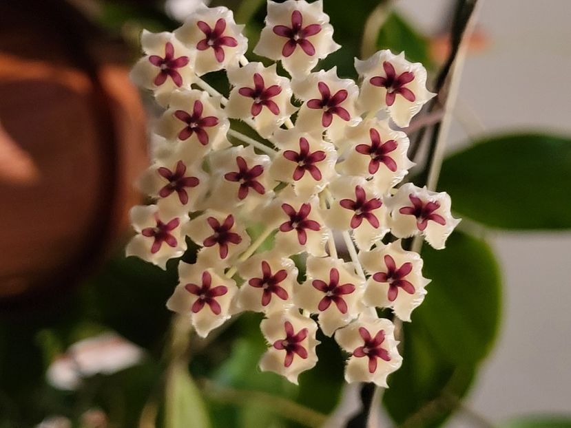  - Hoya Phuwuaensis
