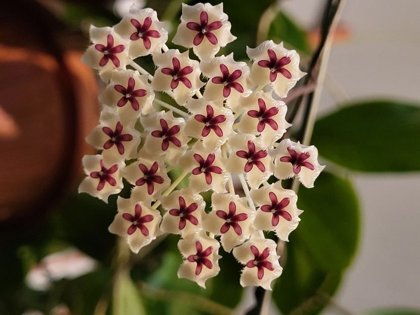  - Hoya Phuwuaensis