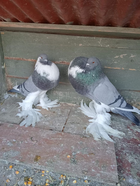  - Gusat de Pomerania