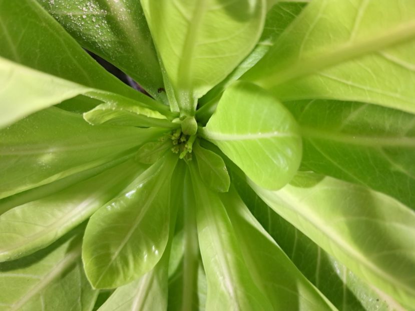  - Brighamia insignis