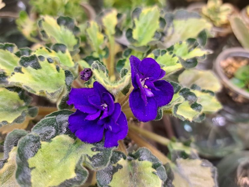  - Violeta Anna s Harmony chimera frunze