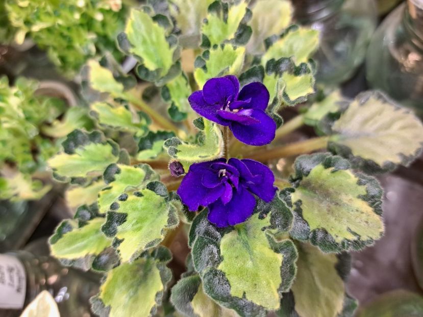  - Violeta Anna s Harmony chimera frunze