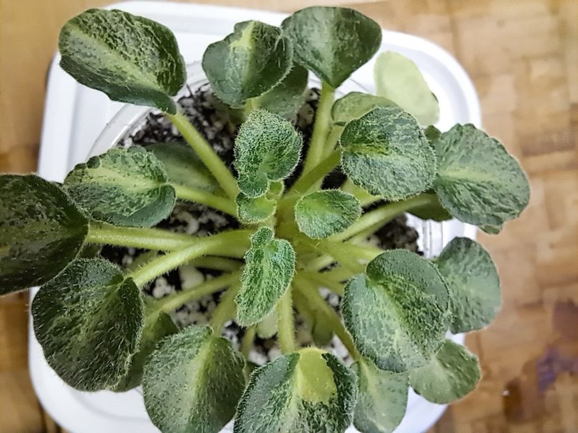  - Violeta Shaleniy Bemby chimera frunze