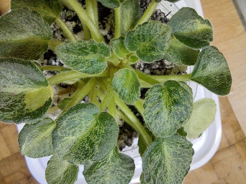  - Violeta Shaleniy Bemby chimera frunze