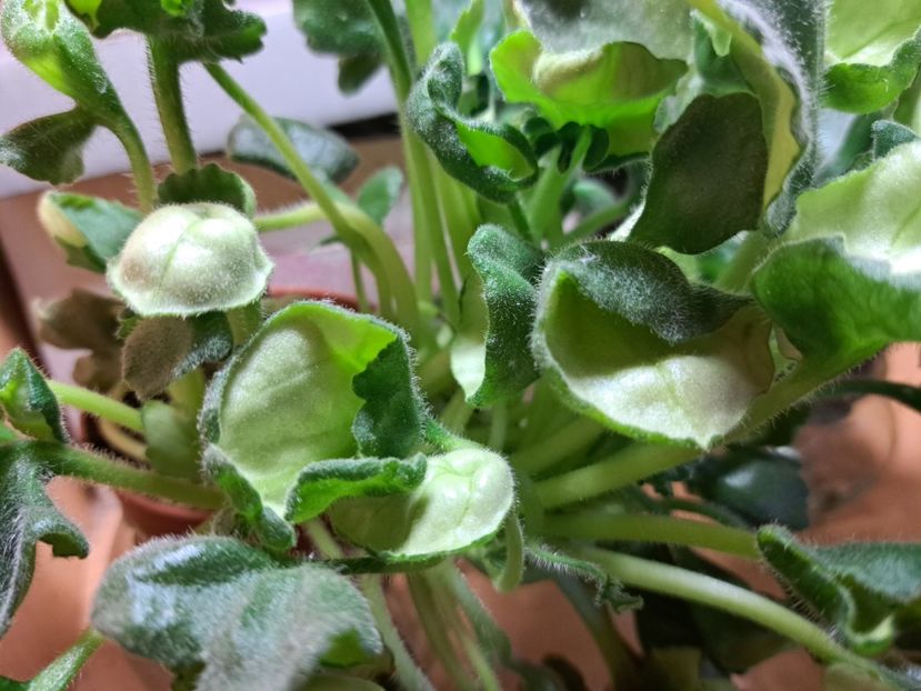  - Violeta DS-Khrizantema