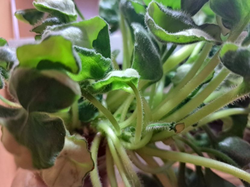  - Violeta DS-Khrizantema