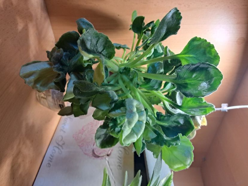  - Violeta DS-Khrizantema