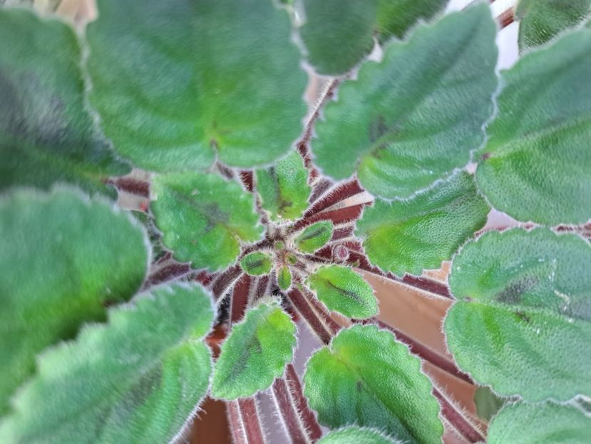  - Violeta Ogo-Lituanika black chimera frunze