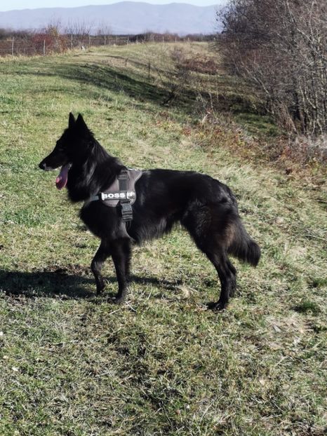 WhatsApp Image 2024-12-14 at 16.57.31_fd4f17a4 - ciobanesc belgian groenendael