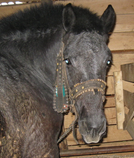 8766655; cap hectorik
