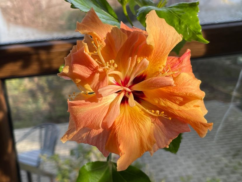  - Clasici - Apricot Dublu și Alb Dublu