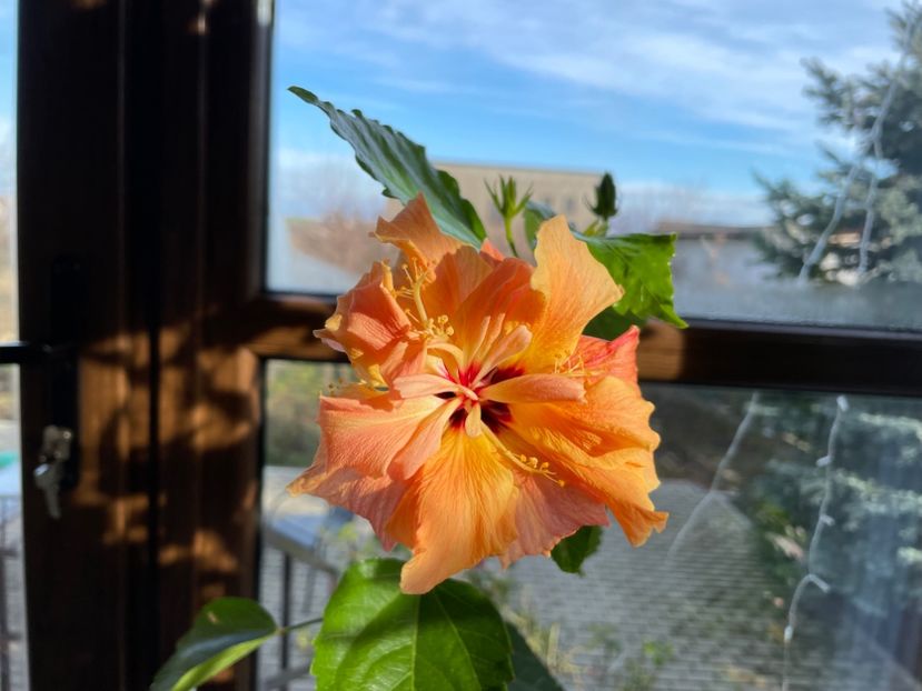  - Clasici - Apricot Dublu și Alb Dublu