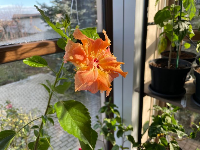  - Clasici - Apricot Dublu și Alb Dublu