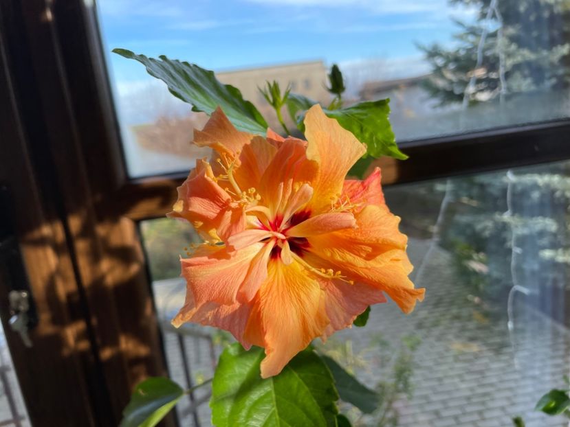  - Clasici - Apricot Dublu și Alb Dublu