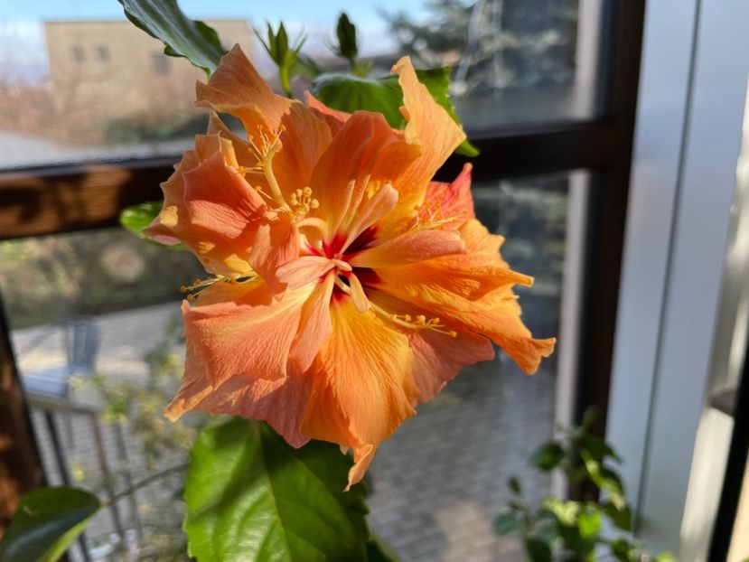  - Clasici - Apricot Dublu și Alb Dublu