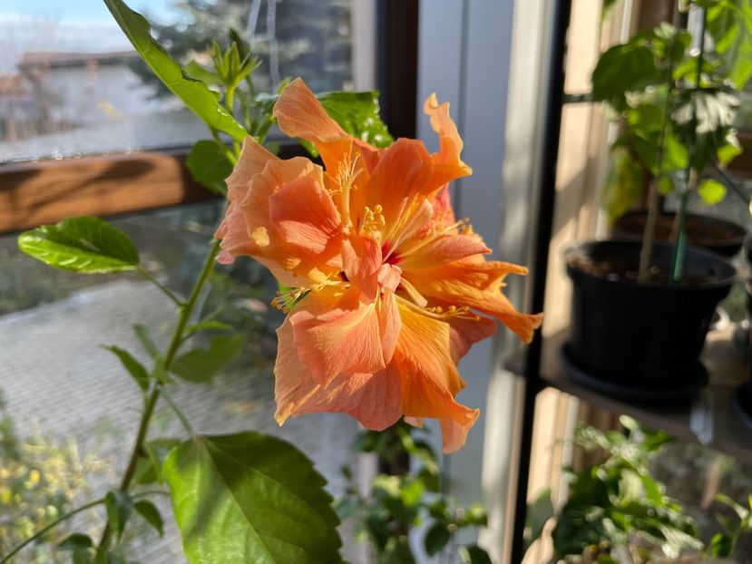  - 001 - Hibiscusi 2024 - 2