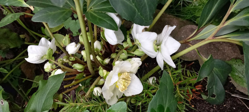 © - Decembrie 2024 - Helleborus - Spanz