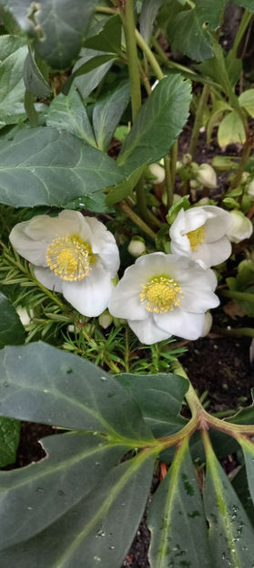 © - Helleborus - Spanz