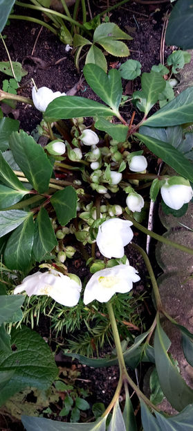 © - Helleborus - Spanz