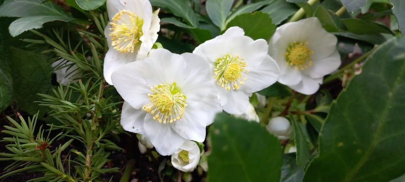 © - Helleborus - Spanz