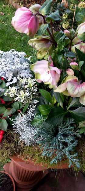 © - Helleborus - Spanz