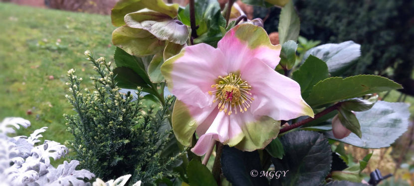 © - Helleborus - Spanz