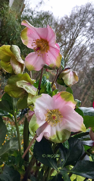 © - Helleborus - Spanz