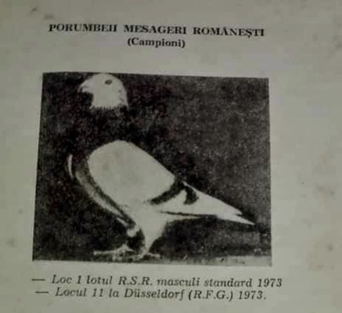 Messenger_creation_381723943196845 - 00000000standardul international al porumbelului voiajor