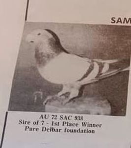 Screenshot_20241204-065827~2 - 00000000standardul international al porumbelului voiajor