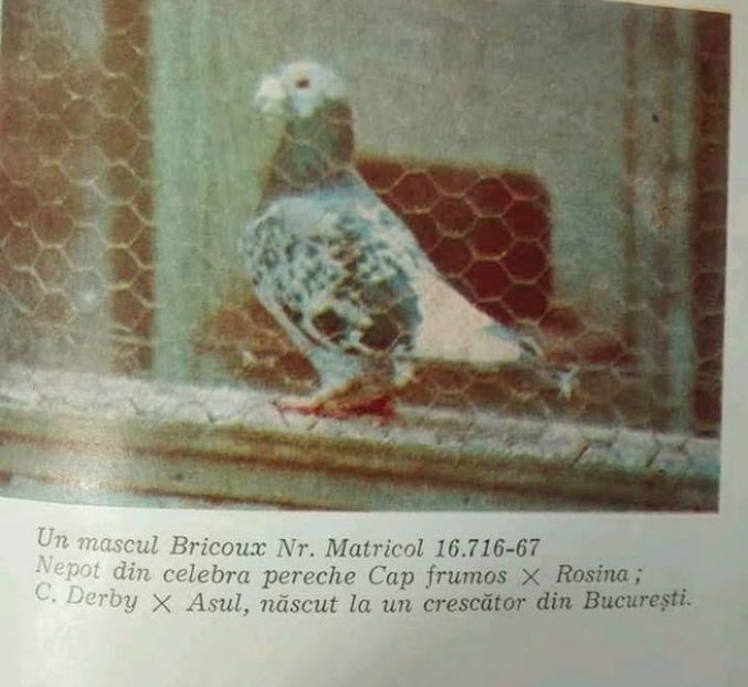 Screenshot_20240410-212115~2 - 00000000standardul international al porumbelului voiajor