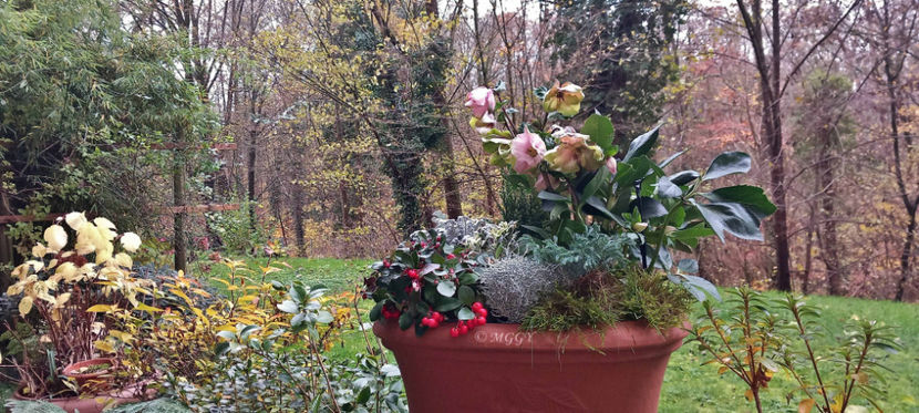 © - Helleborus - Spanz