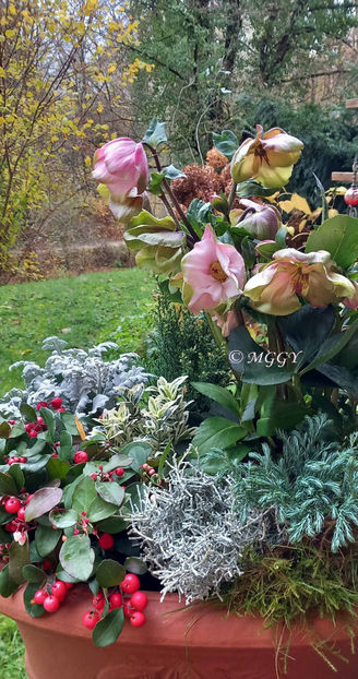 © - Helleborus - Spanz