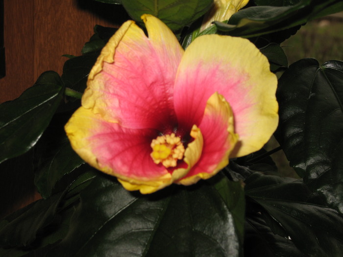 trandafir japonez - florile mele